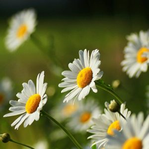بخور گیاهی برای انواع پوست