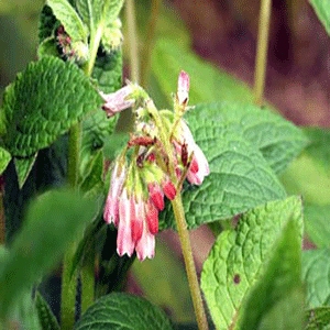 بخور گیاهی برای انواع پوست