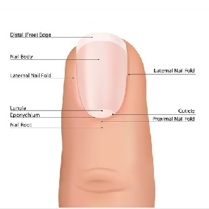  انواع بیماری های مربوط به ناخن